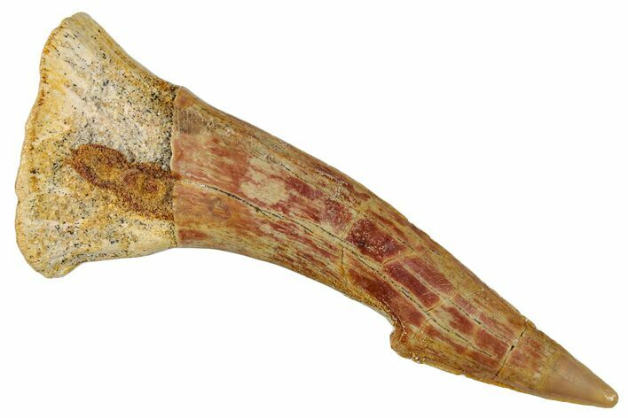 Fossil Sawfish (Onchopristis) Rostral Barb - Morocco #273351